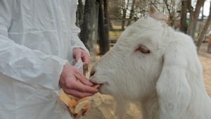 Cilvēks baro baltu kazu ar maizi mini zoo teritorijā