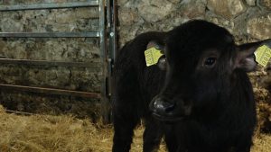 Teļš kūtī ar dzelteniem ausu marķējumiem un salmiem fonā