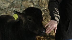 Cilvēks glāsta teļu kūtī, dzīvniekam redzams dzeltenais ausu marķējums