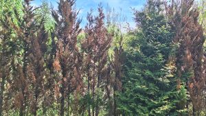 Sausuma skarti un nokaltuši tūju dzīvžoga koki pie privātmājas