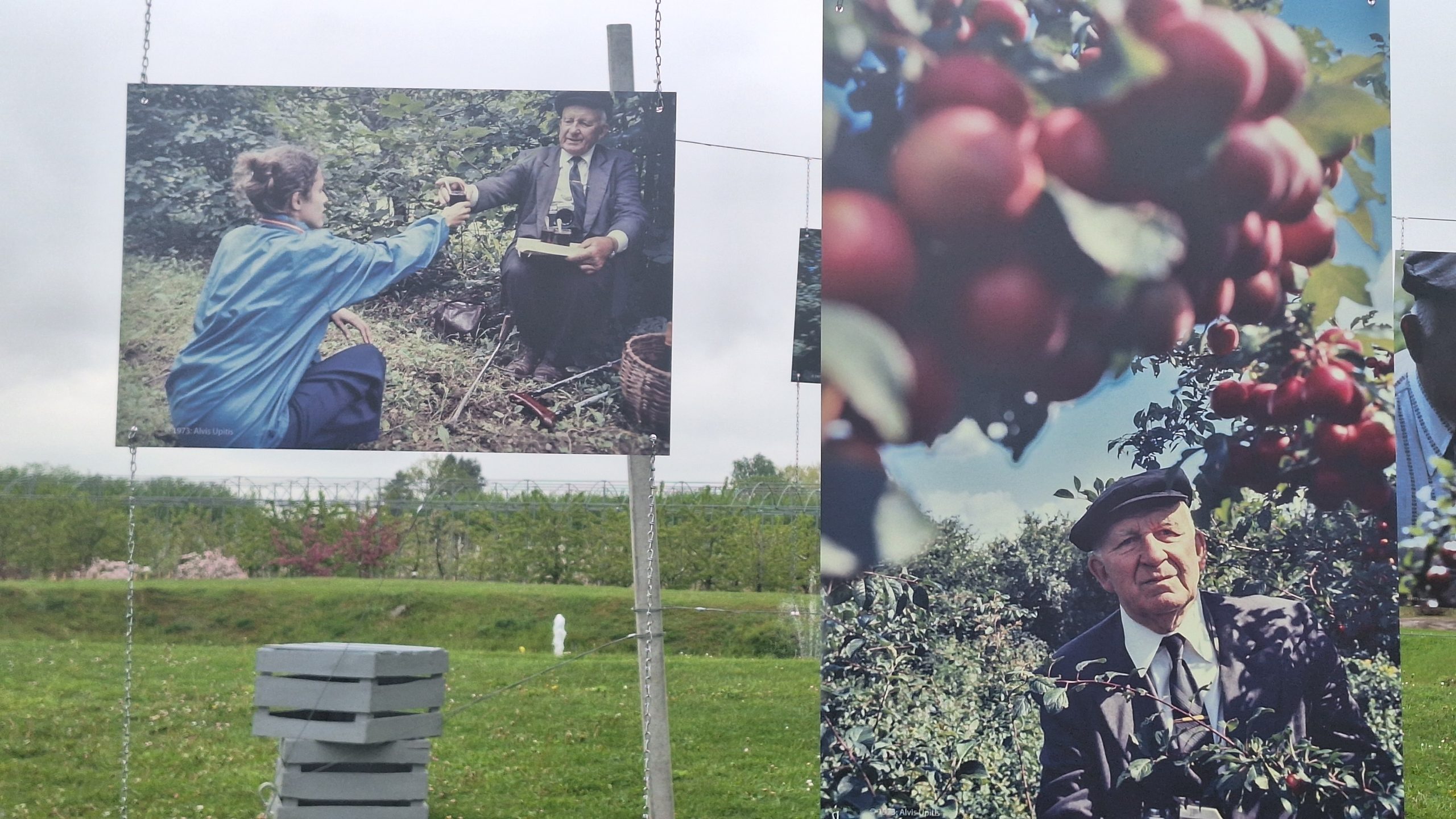 Vēsturisku fotogrāfiju izstāde ar selekcionāru Pēteri Upīti Dobeles ceriņu dārzā
