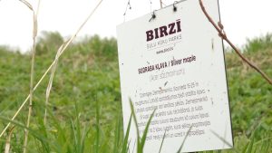 “BIRZĪ” sulu koku parkā zālē redzama informatīva plāksne par sudraba kļavu.
