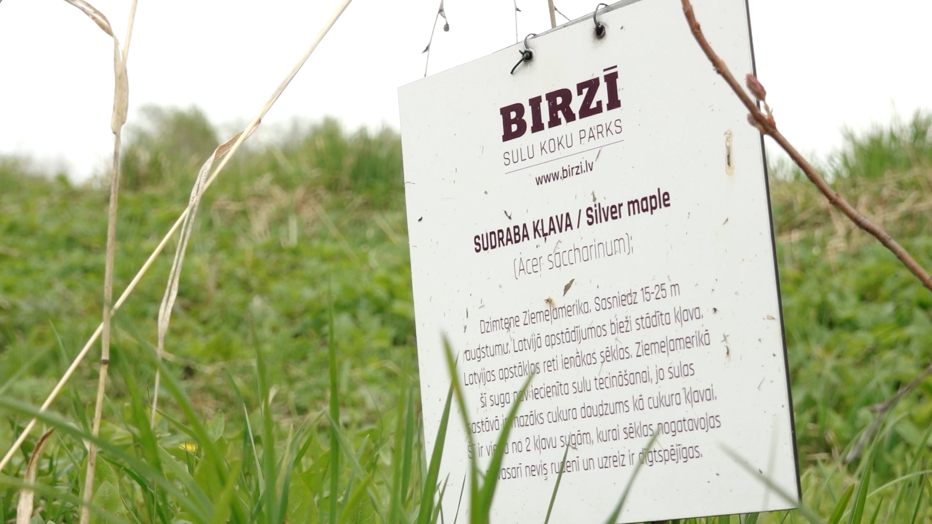 “BIRZĪ” sulu koku parkā zālē redzama informatīva plāksne par sudraba kļavu.
