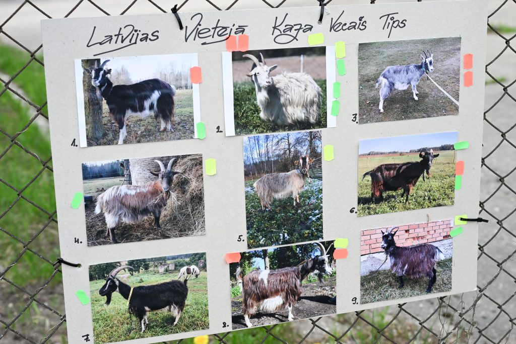 Informatīvs stends ar Latvijas vietējā kazas vecā tipa dzīvnieku fotogrāfijām.