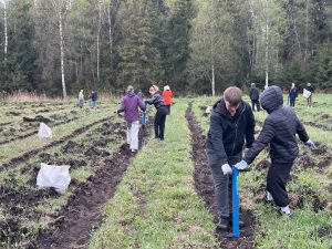 Ogres Valsts ģimnāzijas skolēni stāda kokus akcijā “Pirms lido, iestādi koku”.