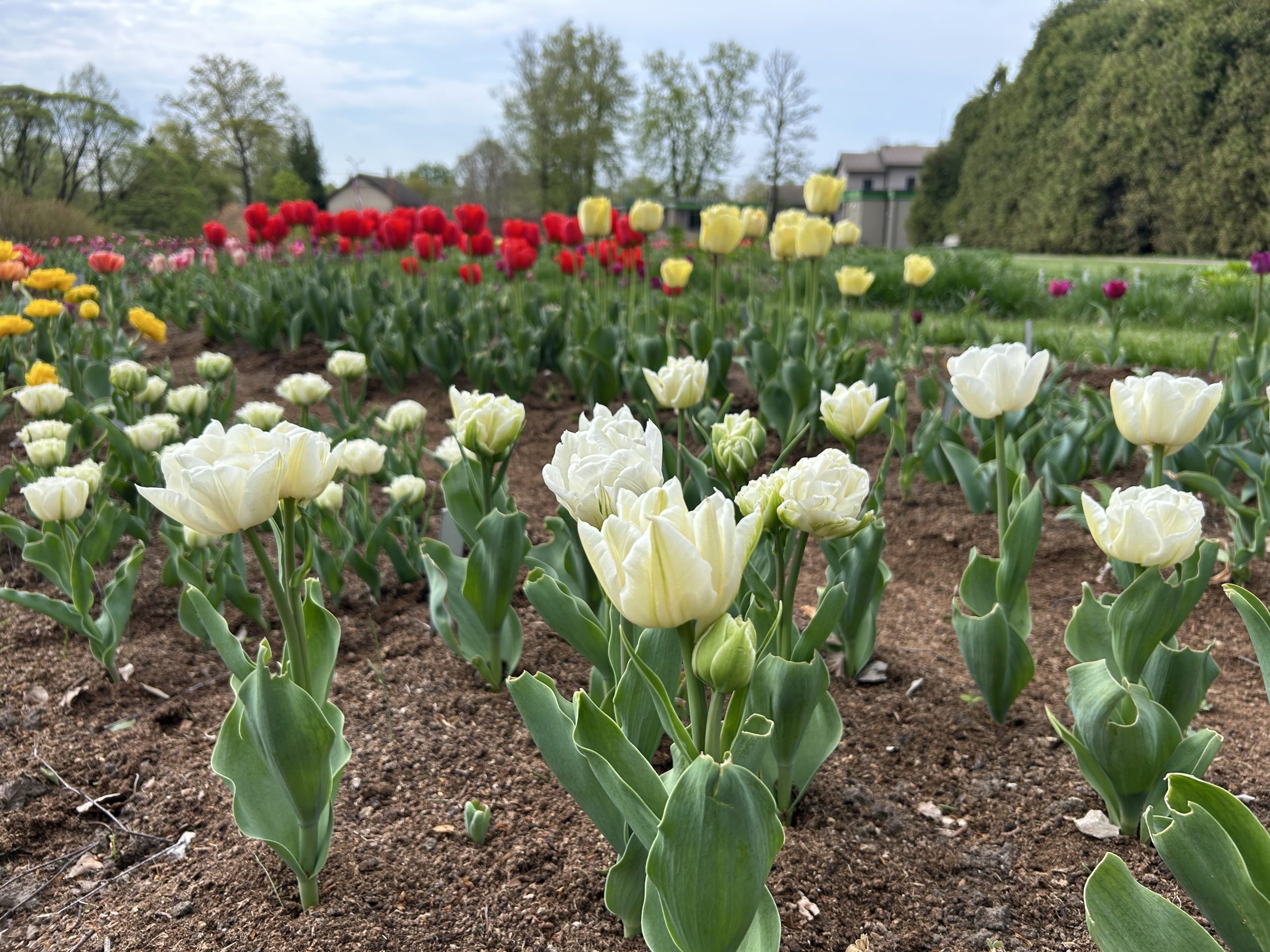 Krāsainas tulpes zied pavasara dobēs brīvā dabā