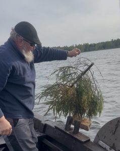 Vīrietis no laivas izceļ egļu zaru veidotu zivju nārsta ligzdu
