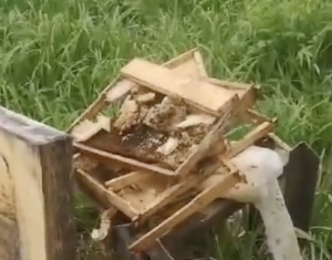 Izpostīts bišu strops ar salauztiem rāmjiem zālē pēc dzīvnieka uzbrukuma