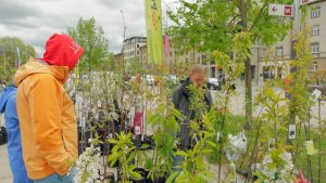 Cilvēki aplūko koku un krūmu stādus pavasara gadatirgū
