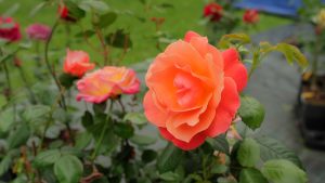 Koša oranži rozā roze zied dārza stādu izstādē