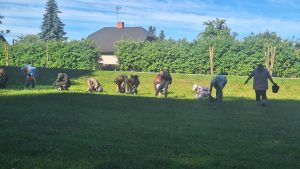 Iedzīvotāji talkas laikā zālienā lasa un vāc invazīvos Spānijas kailgliemežus.