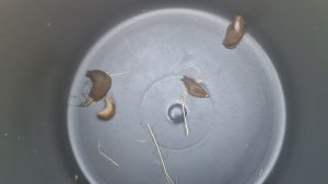 Spainijas kailgliemeži savākti plastmasas spainī pēc apkarošanas talkas.