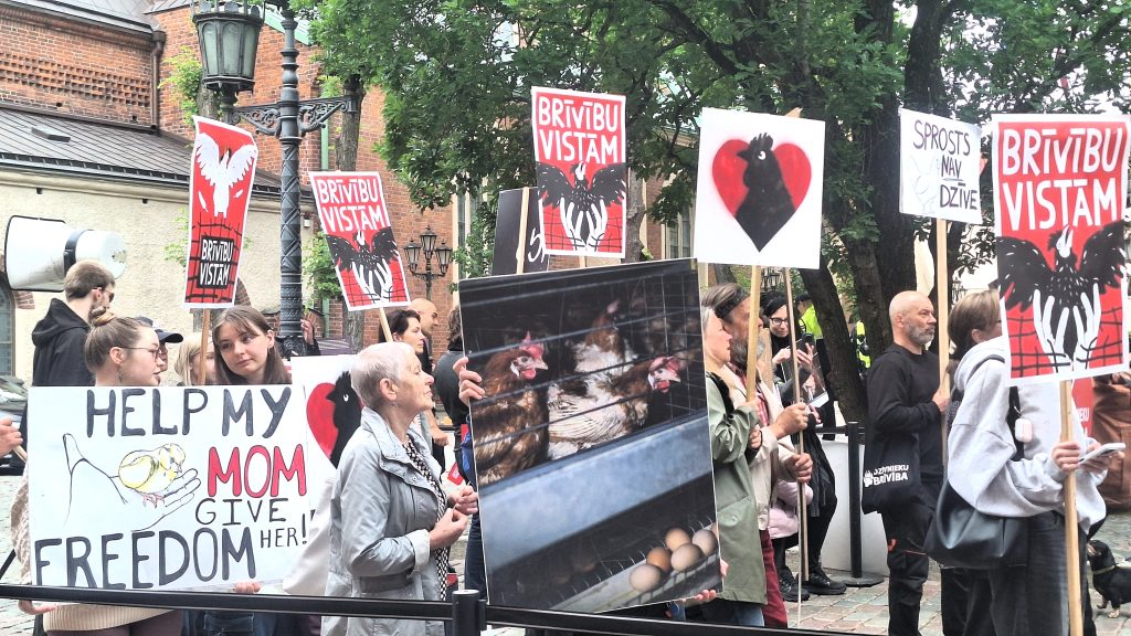 Dzīvnieku aizstāvji pie Saeimas protestē pret vistu turēšanu sprostos.