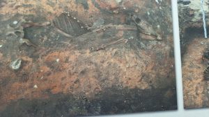 Arheoloģiskajos izrakumos Tukumā atrasts zirga skelets