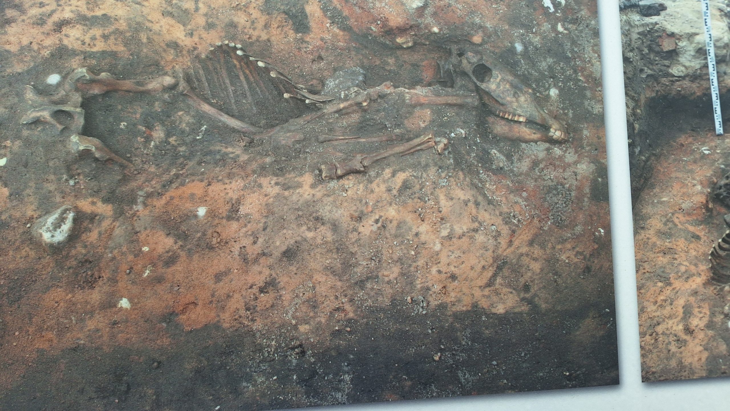 Arheoloģiskajos izrakumos Tukumā atrasts zirga skelets