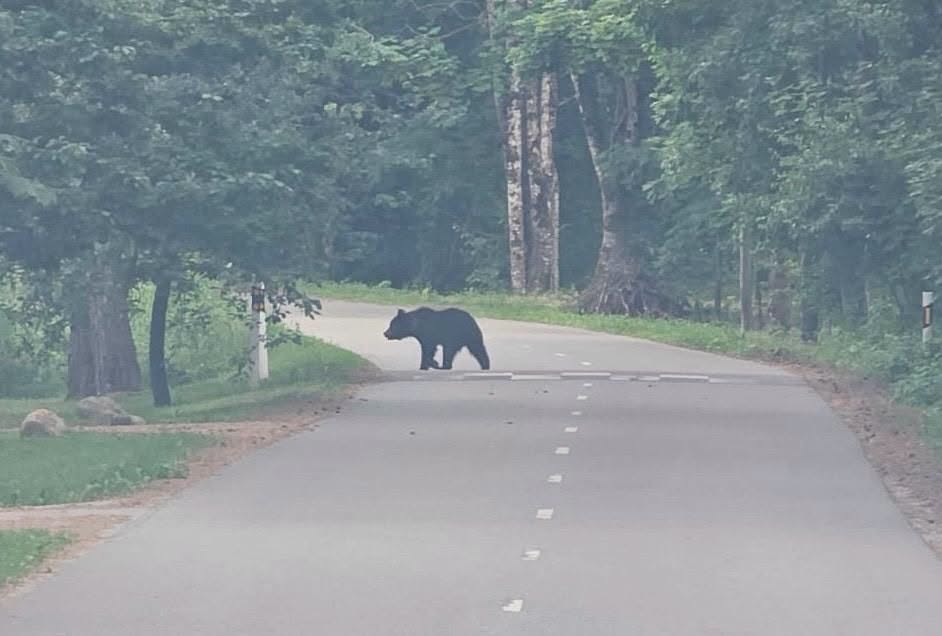 Lācis šķērso meža ceļu, dodoties pāri brauktuvei starp kokiem.