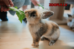ZOOFLY mini zoo