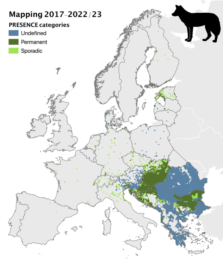 Eiropas karte ar vilku izplatības teritorijām un klātbūtnes kategorijām.