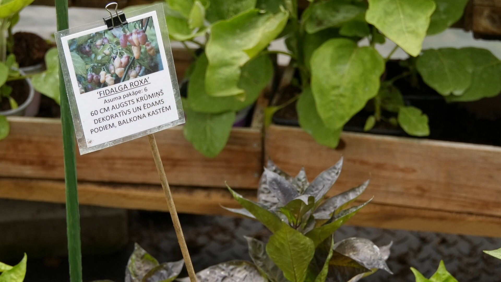 Aso piparu stāds podā ar norādi par šķirni, kas piemērota audzēšanai balkona kastēs.