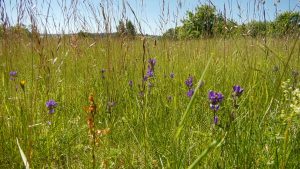 Ziedoša dabiskā pļava ar violetiem savvaļas ziediem saulainā vasaras dienā.
