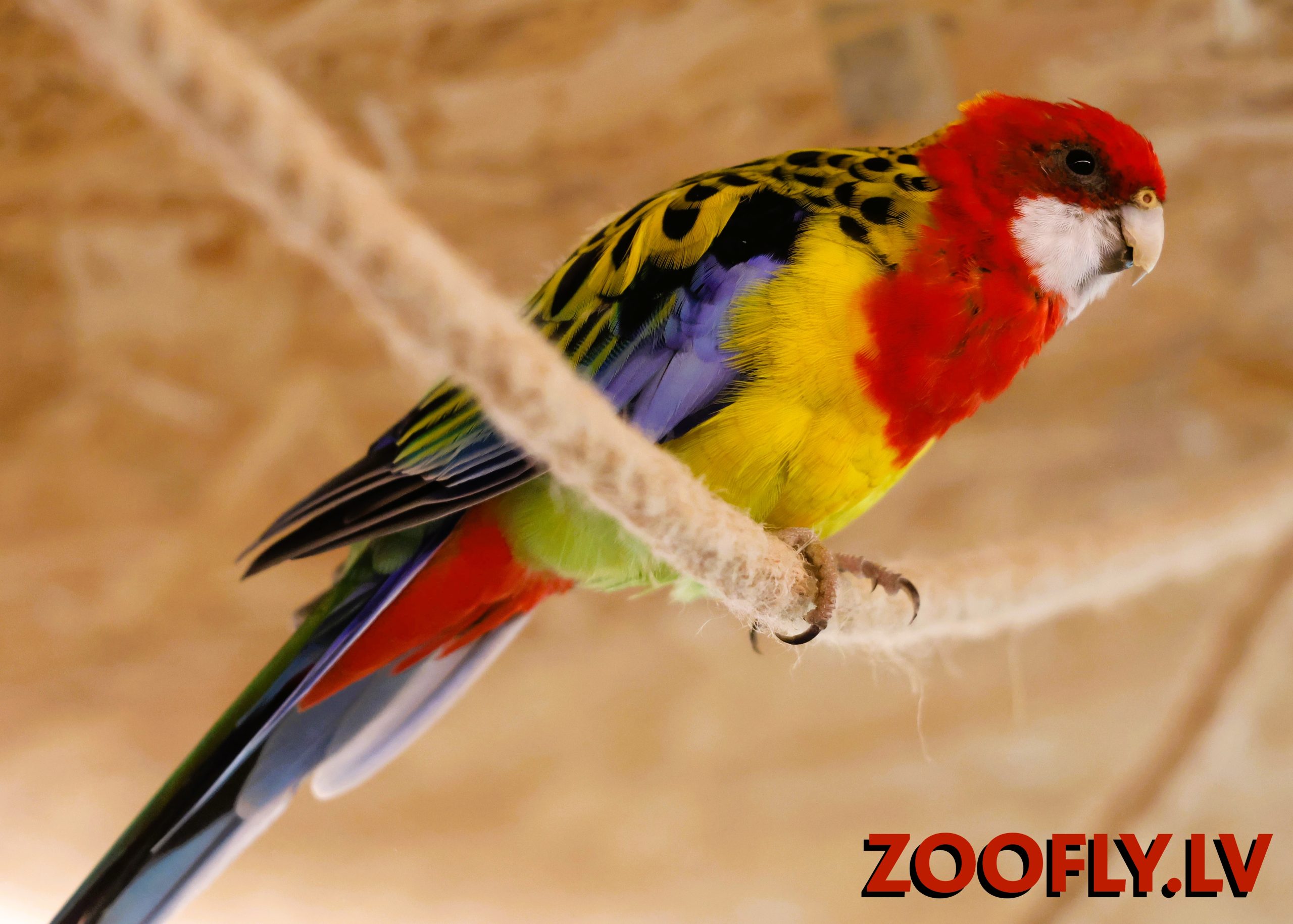 ZOOFLY mini zoo