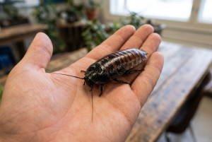 Madagaskaras šņācējprusaks turēts cilvēka plaukstā telpās.