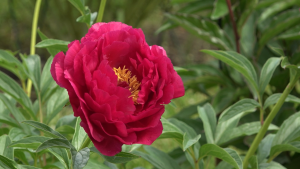 Sārtas peonijas zieds zaļā dārzā peoniju ziedēšanas laikā.