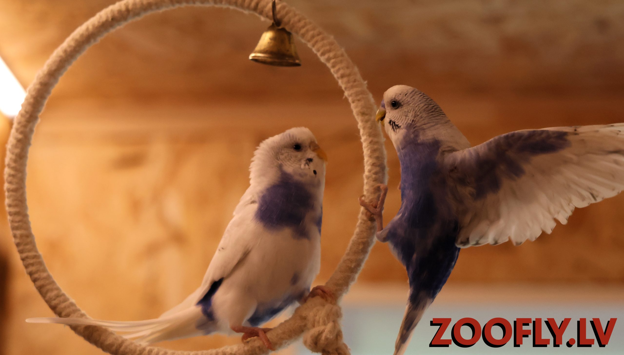 ZOOFLY mini zoo