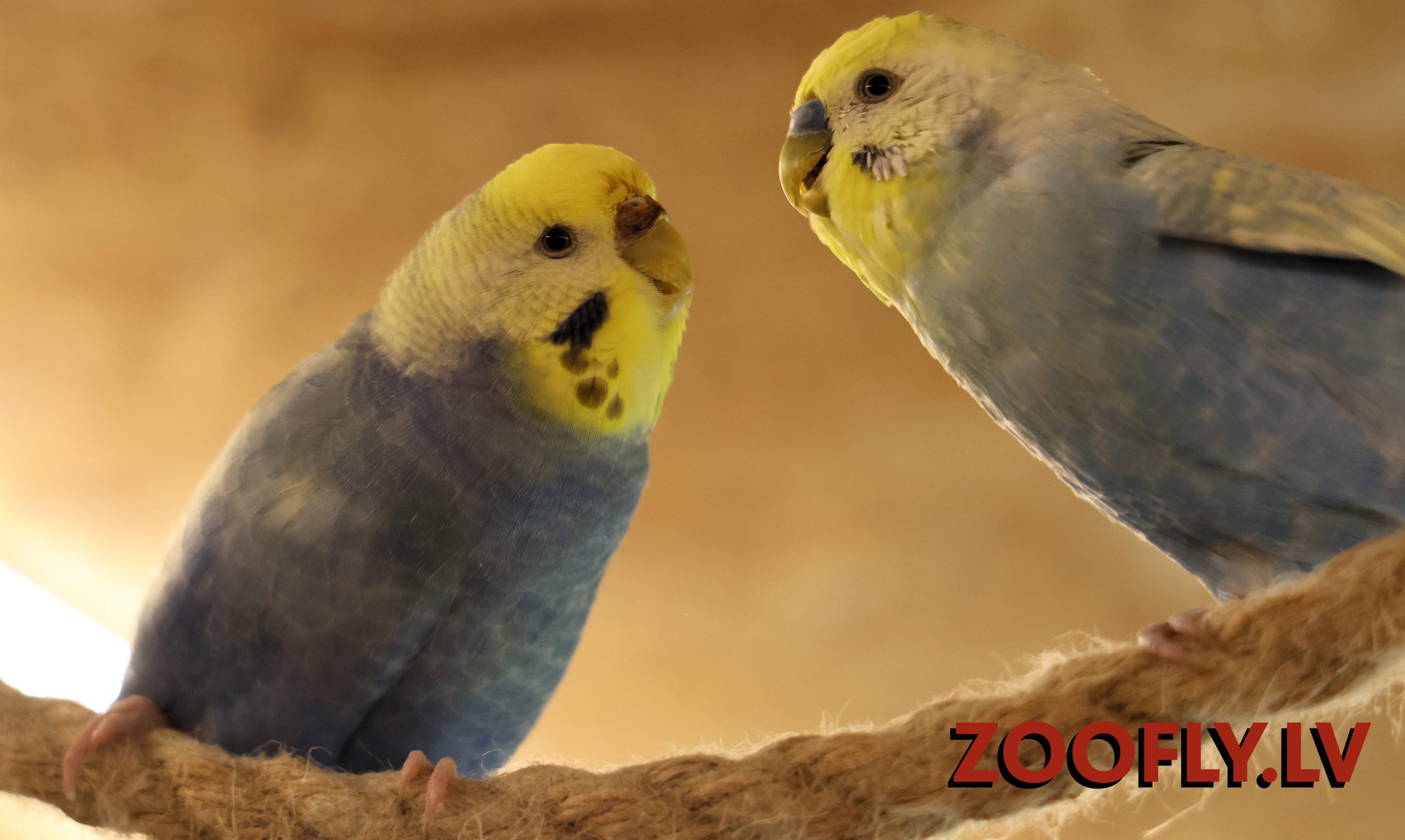 ZOOFLY mini zoo