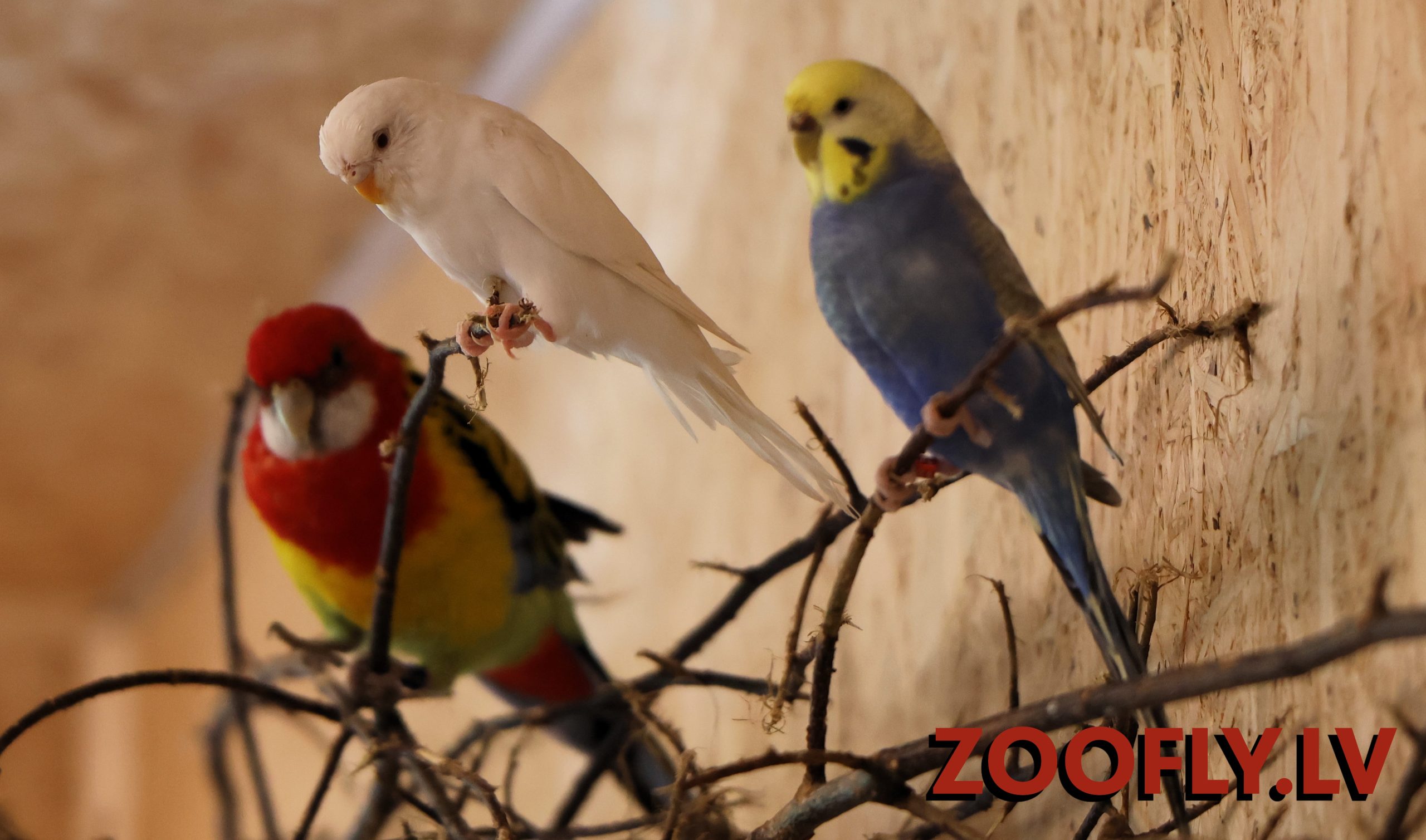 ZOOFLY mini zoo