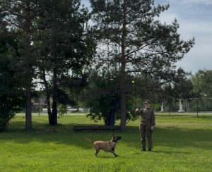 Dienesta suns treniņa laikā skrien pakaļ bumbiņai, kamēr kinologs vēro vingrinājuma izpildi zaļā parkā.