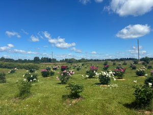 Plašs peoniju stādījums ziedēšanas laikā Latvijas laukos.