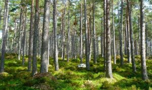 Priežu mežs ar saules apspīdētu zemsedzi un zaļām sūnām Latvijas dabā.