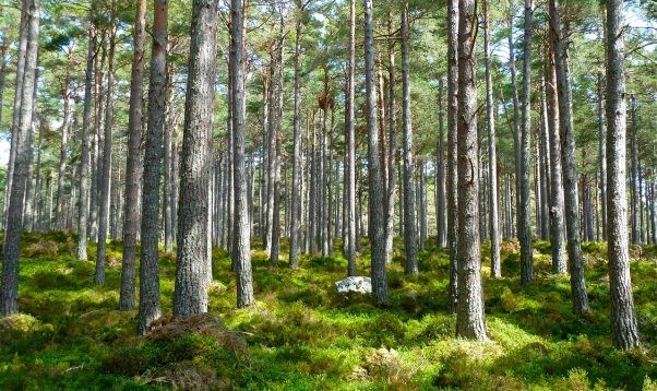 Priežu mežs ar saules apspīdētu zemsedzi un zaļām sūnām Latvijas dabā.