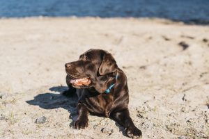Šokolādes krāsas labradors atpūšas smilšainā pludmalē pie ūdens.