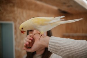 Papagailis uzsēdies uz apmeklētājas rokas Papagaiļu Mini Zoo telpās