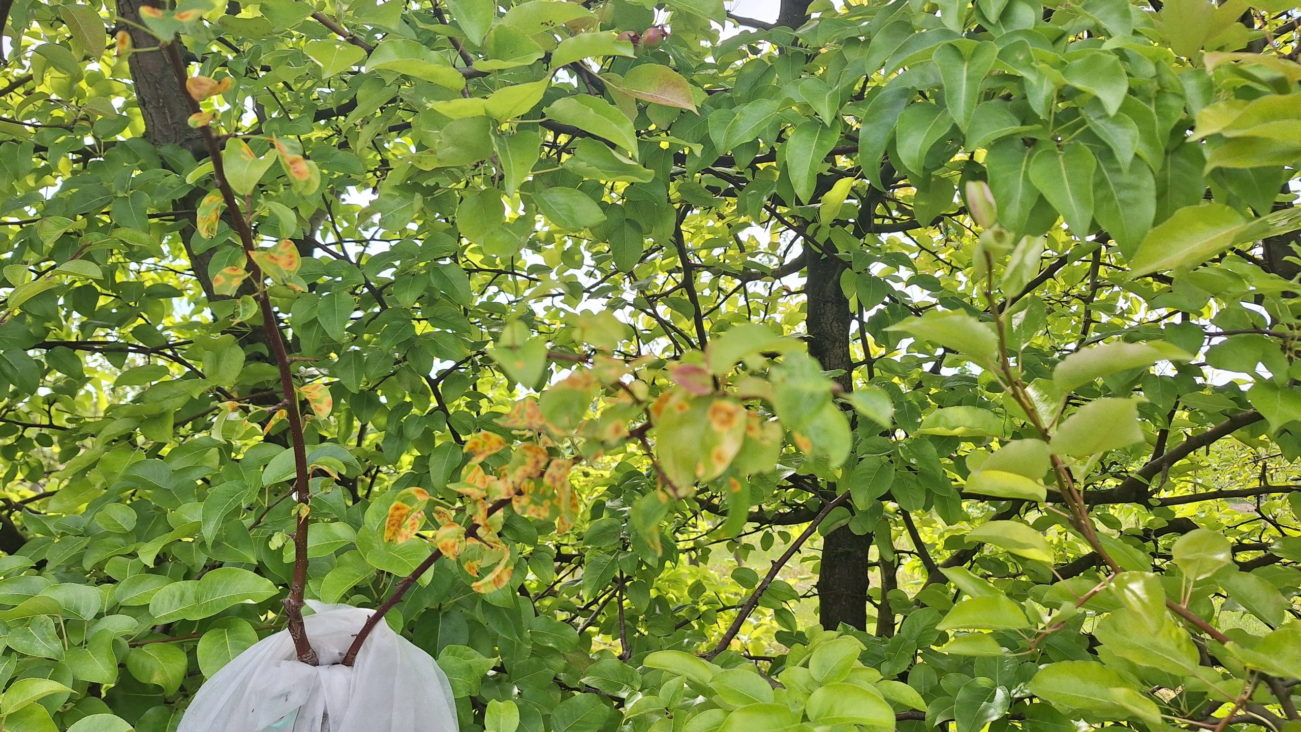 Kadiķu–bumbieru rūsas bojātas bumbieres lapas ar dzelteniem plankumiem.