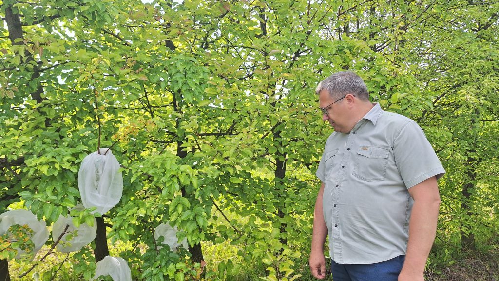 Dārzkopības institūta pētnieks Gunārs Lācis pie pētījumā izmantotām bumbierēm.