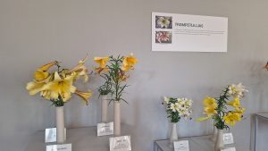 Trompetliliju ekspozīcija izstādē "Lilijas – 2026".