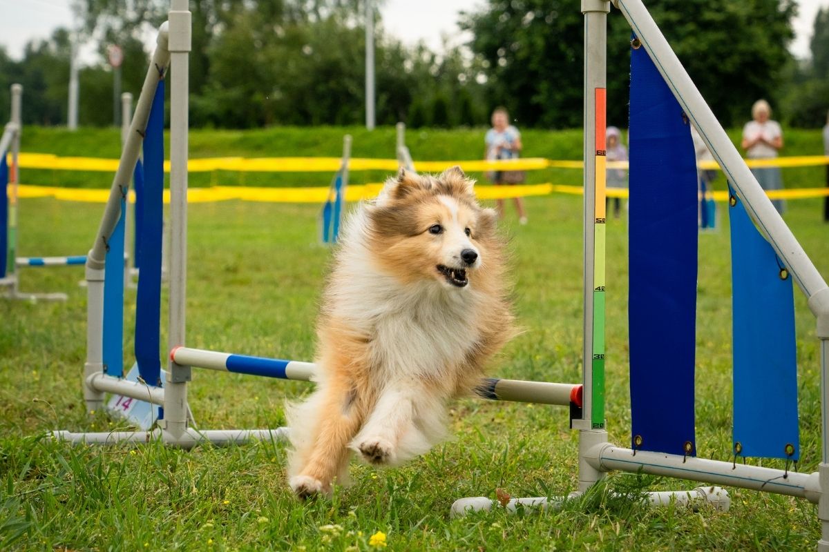 Suns veikli pārlec šķērsli suņu veiklības jeb agility trasē.
