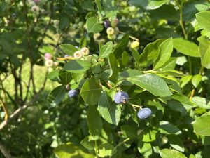 Krūmmellenes nogatavojas ogu dārzā pirms pašlasīšanas sezonas sākuma.