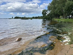 Aļģu sanesumi Ikšķiles peldvietas krastā pie Daugavas.
