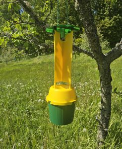 Japānas vaboles slazds iekārts augļu kokā monitoringa vajadzībām.