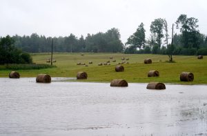 Applūdis lauks ar siena ruļļiem pēc spēcīgajām lietavām Talsu novadā.