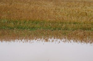 Applūdis graudaugu lauks pēc ilgstošām lietavām, ūdens pārklāj daļu sējumu.
