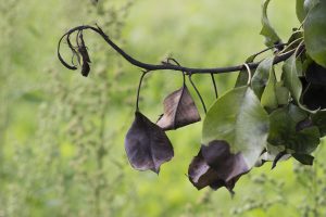 Bakteriālās iedegas bojāts bumbieres zars ar nokaltušām lapām.
