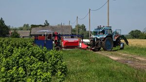 Traktors ar upeņu novākšanas kombainu gatavojas ražas novākšanai upeņu plantācijā lauku saimniecībā.