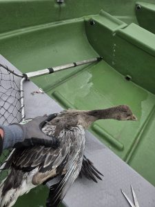 Kaņiera ezerā izglābts putns, kura spārnos bija ieķēries makšķerēšanas vizulis