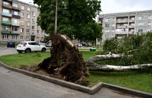 Vētras izgāzts koks daudzdzīvokļu māju pagalmā