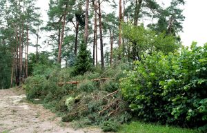 Vētras nolauzti priežu zari mežā Saulkrastos